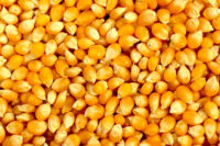 Yellow Corn