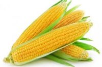 Sweet Corn